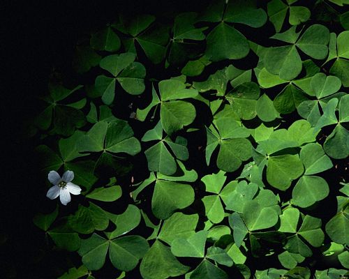 Spring TIme Vinyl Wall Decals 46