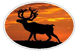 Oval Deer Decal
