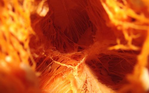 Close Up Photography Vinyl Graphics 38