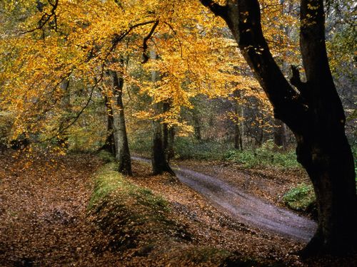 Fall Colors Adhesive Wall Graphics 62