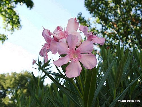Flowers and Plants Vinyl Wall Art 013