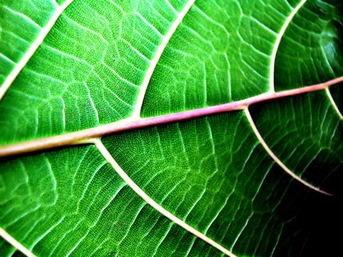 Spring TIme Vinyl Wall Decals 22