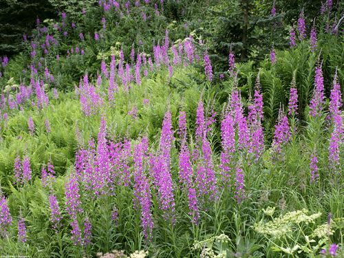 Flowers and Plants Vinyl Wall Art 011