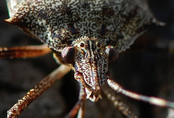 Bugs Up Close 20