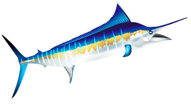 Marlin Color Fish Sticker 4
