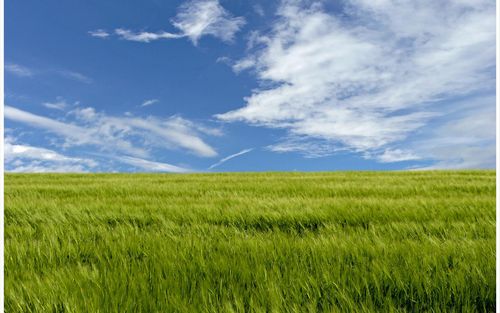 Landscape Vinyl Wall Graphic Decals 18