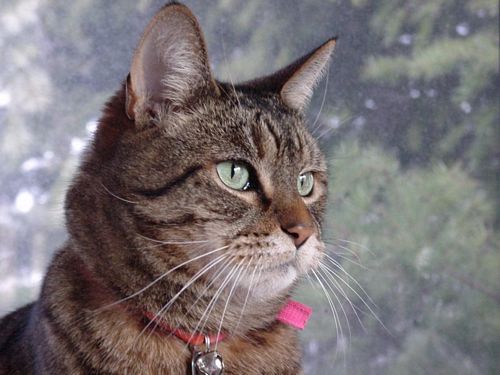 Cat Vinyl Wall Graphics 18