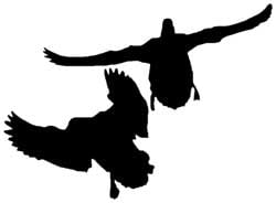 Flying Mallard Decal