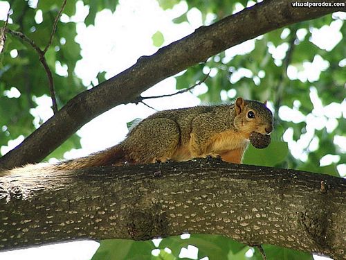 Bird Vinyl Wall Graphics 90