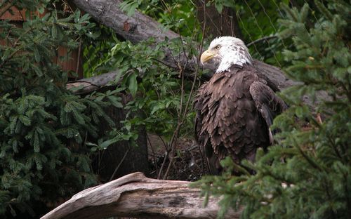 Bird Vinyl Wall Graphics 20