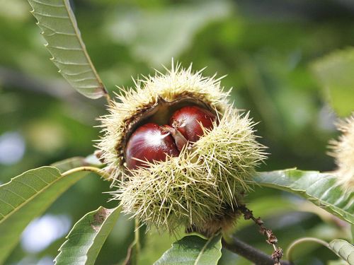 Close Up Photography Vinyl Graphics 24