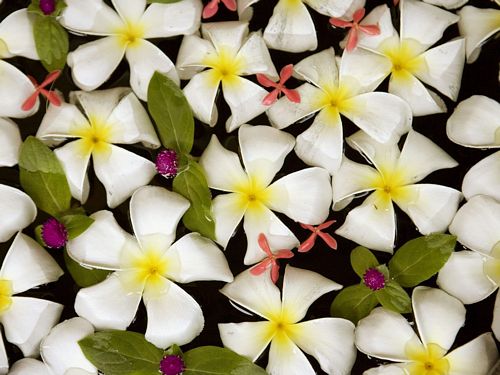 Flowers and Plants Vinyl Wall Art 017