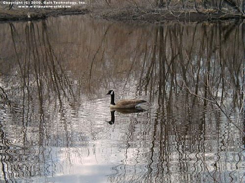 Bird Vinyl Wall Graphics 24