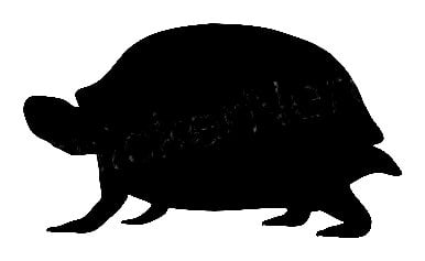 Box Turtle Vinyl Decal 009