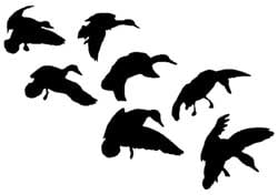 Mallard String Outdoor Decal