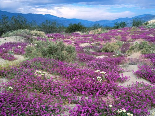 Flowers and Plants Vinyl Wall Art 060