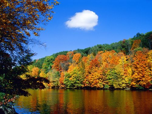 Fall Colors Adhesive Wall Graphics 59