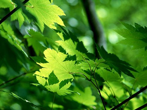 Spring TIme Vinyl Wall Decals 12